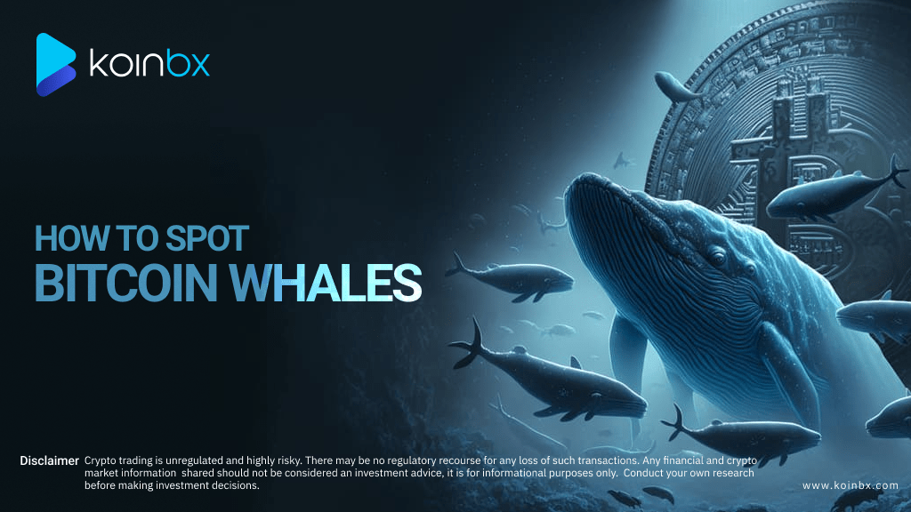 Bitcoin Whales: Who They Are & How to Track Them | KoinBX